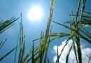 Scientists Discovered New Gene To Help Rice “Escape” Heat, Protect Yields