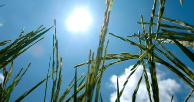 Scientists Discovered New Gene To Help Rice “Escape” Heat, Protect Yields Scientists Discovered New Gene To Help Rice “Escape” Heat, Protect Yields