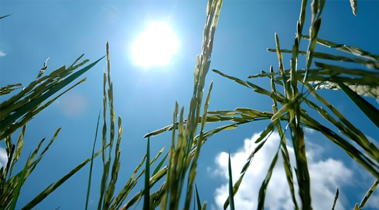 Scientists Discovered New Gene To Help Rice “Escape” Heat, Protect Yields