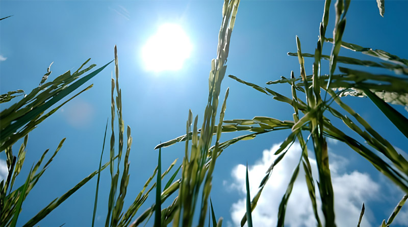Scientists Discovered New Gene To Help Rice “Escape” Heat, Protect Yields