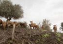 FAO Calls For Stronger Prevention And Global Action As Transboundary Animal Diseases Spread Across Regions