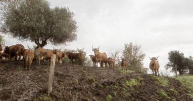 FAO Calls For Stronger Prevention And Global Action As Transboundary Animal Diseases Spread Across Regions