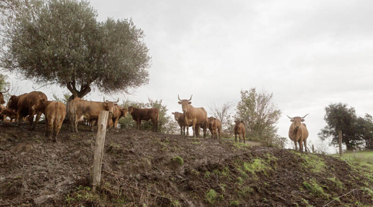 FAO Calls For Stronger Prevention And Global Action As Transboundary Animal Diseases Spread Across Regions