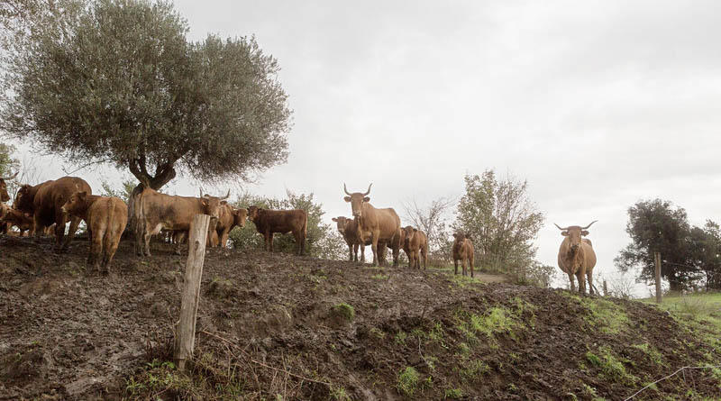 FAO Calls For Stronger Prevention And Global Action As Transboundary Animal Diseases Spread Across Regions