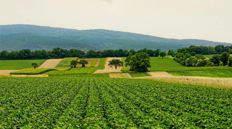 'Oilseeds Kisaan Mitra', India's First Nationwide WhatsApp AI Advisory for Oilseed Farmers