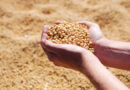 Soybean Meal Shortage Threatens India’s USD 30 Billion Seafood Export Ambition