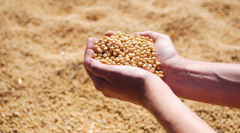 Soybean Meal Shortage Threatens India’s USD 30 Billion Seafood Export Ambition