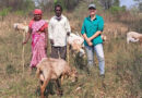 Advancing Low-methane Sheep And Goat Production In India