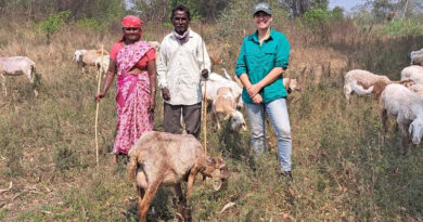 Advancing Low-methane Sheep And Goat Production In India