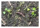 Monitoring Critical As Slug And Pest Pressure Builds