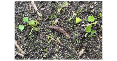 Monitoring Critical As Slug And Pest Pressure Builds
