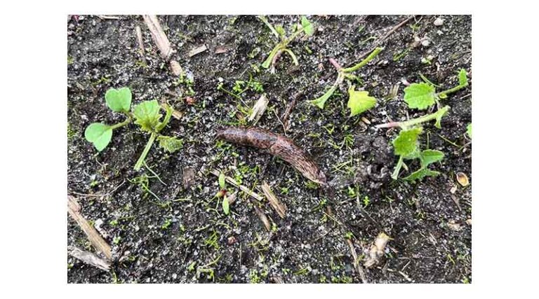 Monitoring Critical As Slug And Pest Pressure Builds