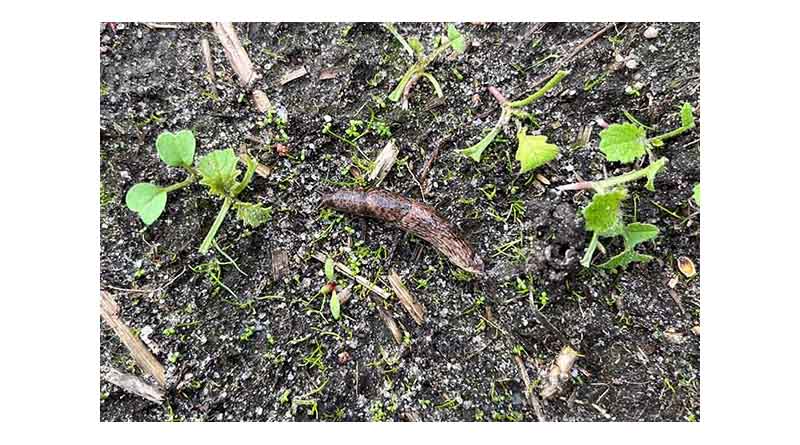Monitoring Critical As Slug And Pest Pressure Builds