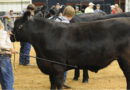 It’s Fair Season: Keeping Animals Cool At County Shows