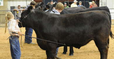 It’s Fair Season: Keeping Animals Cool At County Shows It’s Fair Season: Keeping Animals Cool At County Shows