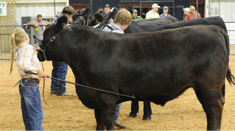 It’s Fair Season: Keeping Animals Cool At County Shows