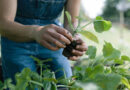 Rovensa Next to distribute Novonesis’ biosolutions for Plant Health in the United States
