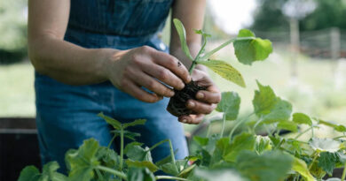 Rovensa Next to distribute Novonesis’ biosolutions for Plant Health in the United States Rovensa Next to distribute Novonesis’ biosolutions for Plant Health in the United States
