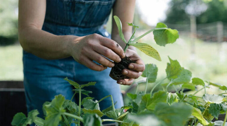 Rovensa Next to distribute Novonesis’ biosolutions for Plant Health in the United States