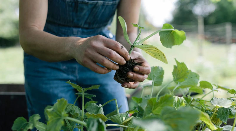 Rovensa Next to distribute Novonesis’ biosolutions for Plant Health in the United States