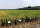 Edit Post “India Approves Two Rice Varieties To Secure Yields In Direct-seeded Rice Farming” ‹ Global Agriculture — WordPress https://www.global-agriculture.com/wp-admin/post.php?post=82720&action=edit