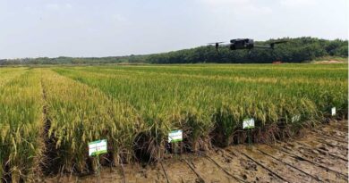 Edit Post “India Approves Two Rice Varieties To Secure Yields In Direct-seeded Rice Farming” ‹ Global Agriculture — WordPress https://www.global-agriculture.com/wp-admin/post.php?post=82720&action=edit