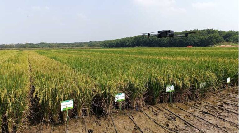 Edit Post “India Approves Two Rice Varieties To Secure Yields In Direct-seeded Rice Farming” ‹ Global Agriculture — WordPress https://www.global-agriculture.com/wp-admin/post.php?post=82720&action=edit