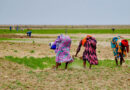 Women As Shock Absorbers: Gendered Costs Of The Global Fuel And Fertilizer Crisis