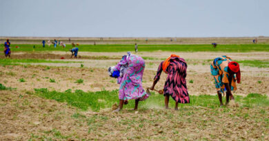 Women As Shock Absorbers: Gendered Costs Of The Global Fuel And Fertilizer Crisis
