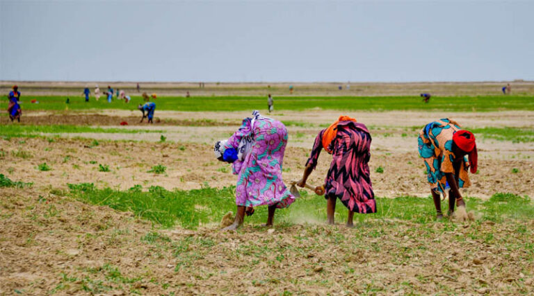 Women As Shock Absorbers: Gendered Costs Of The Global Fuel And Fertilizer Crisis