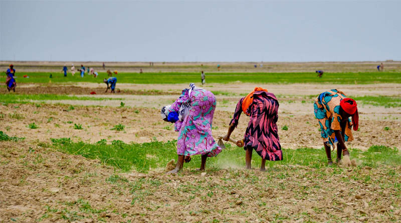 Women As Shock Absorbers: Gendered Costs Of The Global Fuel And Fertilizer Crisis