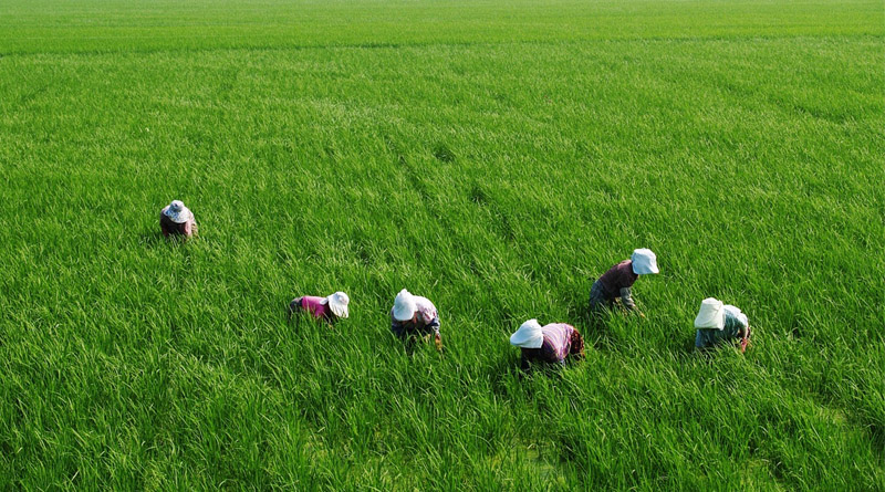 India Expands Crop Protection Network with New Pest Management Centre in Varanasi