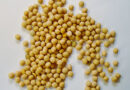 India Releases IS 20201:2026 for Community Seed Bank Management
