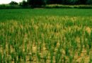 Experts Warn Unresolved Hydrological Challenges Threatening Northwestern India’s Agri Future
