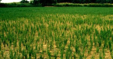Experts Warn Unresolved Hydrological Challenges Threatening Northwestern India’s Agri Future