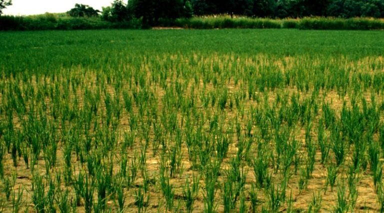 Experts Warn Unresolved Hydrological Challenges Threatening Northwestern India’s Agri Future
