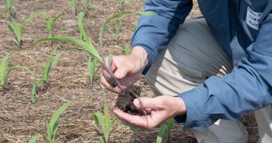K-State Agricultural Economist Says SOil Health Practices May Go Hand-in-hand With Farm Profitability K-State Agricultural Economist Says SOil Health Practices May Go Hand-in-hand With Farm Profitability