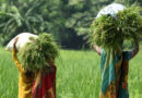 CGIAR Climate Action Awards Six Research Grants to Deepen Research on GESI Across The Program