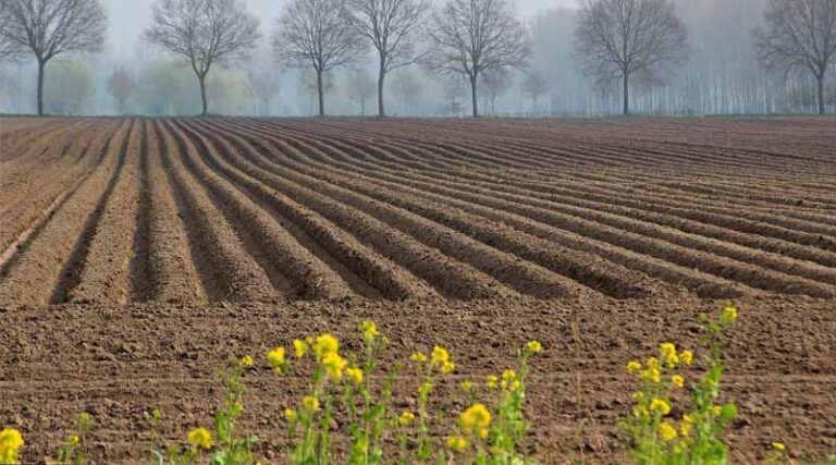 Healing the "Stifled" Soil: A New Agricultural Blueprint for Cleaner Air and Sturdier Yields