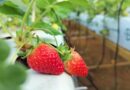 From Seasonal to Year-Round: Can India Build a More Reliable Strawberry Supply?