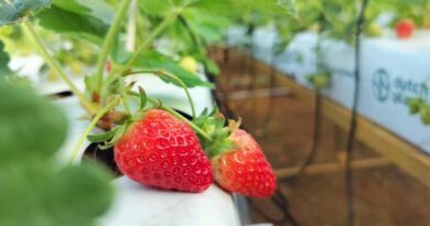 From Seasonal to Year-Round: Can India Build a More Reliable Strawberry Supply? From Seasonal to Year-Round: Can India Build a More Reliable Strawberry Supply?