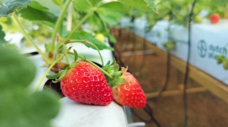 From Seasonal to Year-Round: Can India Build a More Reliable Strawberry Supply?