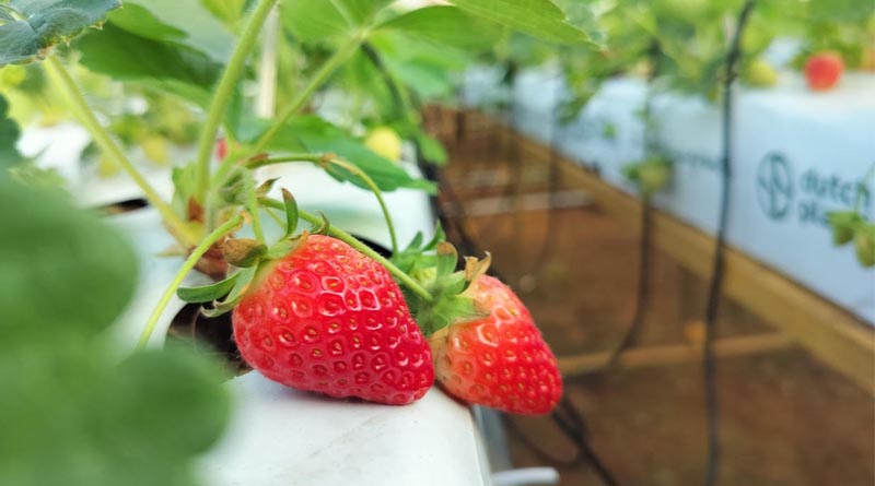 From Seasonal to Year-Round: Can India Build a More Reliable Strawberry Supply?