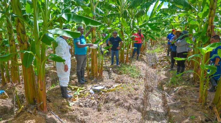 Two Epidemics, Unequal Response: Facing Human Diseases And Crop Pest And Disease Outbreaks