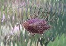 FAO Supports Development Of A Regional Framework For Management Of Brown Marmorated Stink Bug In The Caucasus