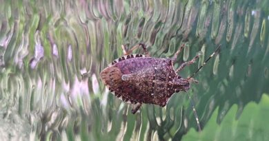 FAO Supports Development Of A Regional Framework For Management Of Brown Marmorated Stink Bug In The Caucasus FAO Supports Development Of A Regional Framework For Management Of Brown Marmorated Stink Bug In The Caucasus