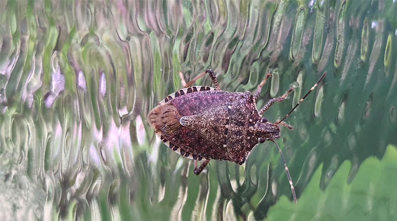 FAO Supports Development Of A Regional Framework For Management Of Brown Marmorated Stink Bug In The Caucasus