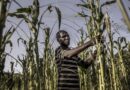Valuing Disaster Prevention: Desert Locust Monitoring Protects Lives And Saves Billions Of Dollars
