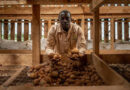 The Risk Of One Potato: Shangi And The Challenge Of Diversity In Kenya