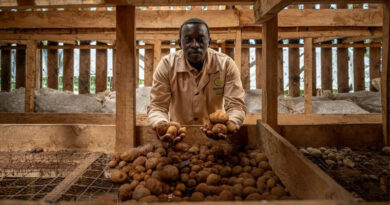 The Risk Of One Potato: Shangi And The Challenge Of Diversity In Kenya The Risk Of One Potato: Shangi And The Challenge Of Diversity In Kenya